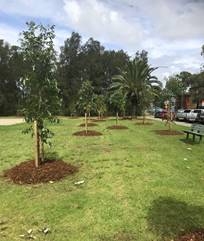 A group of trees in a park

Description automatically generated