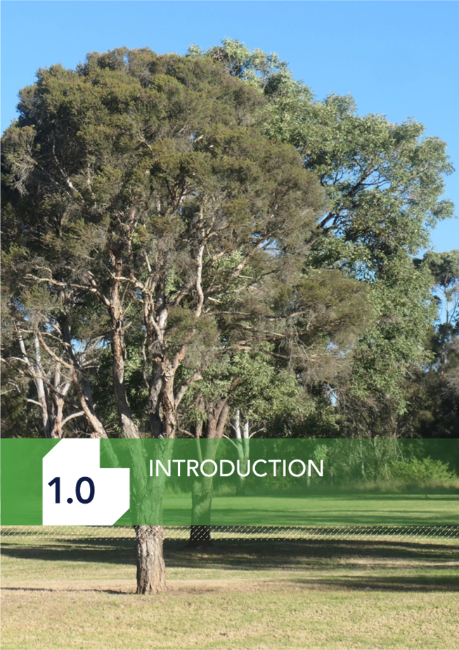 A large tree in a park

Description automatically generated