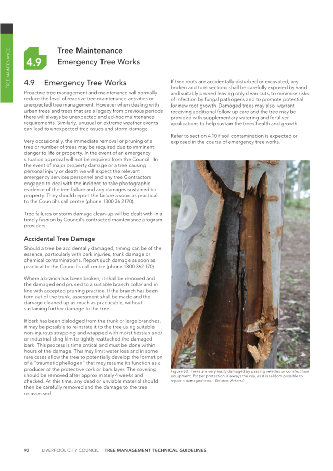 A close-up of a tree

Description automatically generated