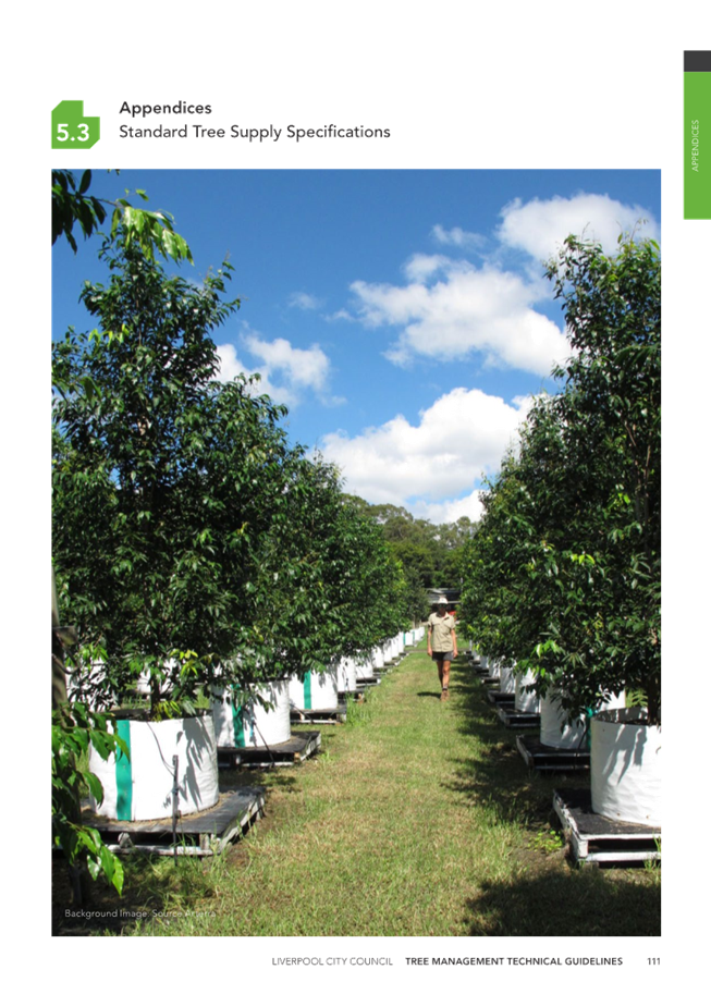 A person walking on a path with rows of trees

Description automatically generated