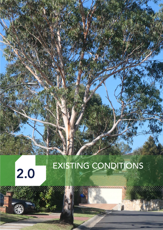 A tree with white bark and green text

Description automatically generated