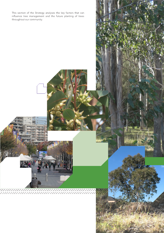 A collage of trees and buildings

Description automatically generated