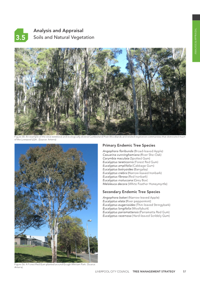 A close-up of a tree

Description automatically generated