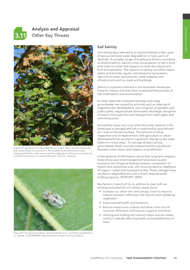 A close-up of a leaf

Description automatically generated